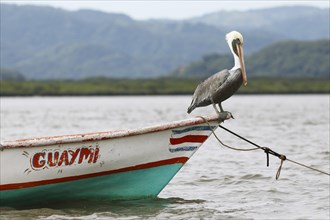 Pelican on a boat