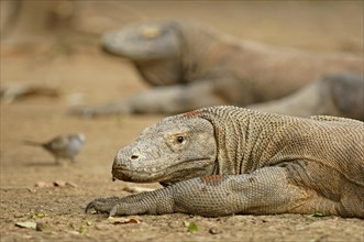 Komodo Dragons (Varanus komodoensis)