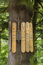 Traditional dead boards on the Kreuzfichte spruce tree