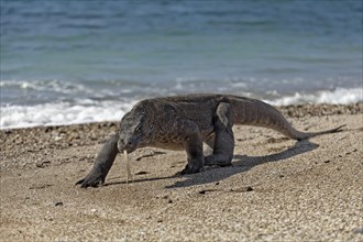 Komodo Dragon (Varanus komodoensis) running on the beach