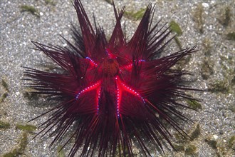Red urchin (Astropyga radiata)