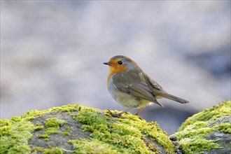 European Robin (Erithacus rubecula) adult