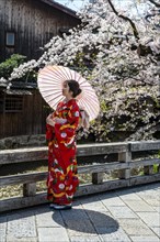 Japanese woman with kimono and Japanese parasol under cherry blossoms