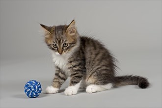 Siberian Cat