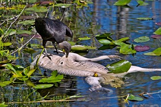 Black Vulture (Coragyps atratus) feeding on alligator carcass
