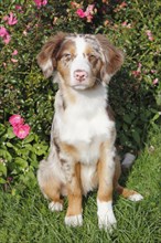 Miniature Australian Shepherd