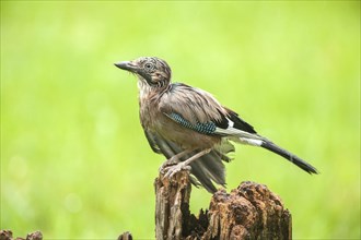 Wet Jay (Garrulus glandarius)