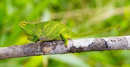 Canopy Chameleon (Furcifer willsii)