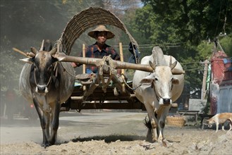 Farmer with ox cart
