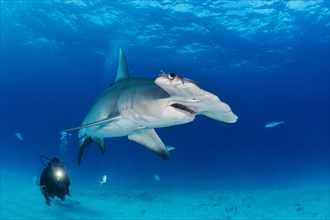 Great hammerhead shark and diver (Sphyrna mokarran)
