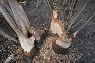 Tree trunks gnawed by beavers (Castor fiber)