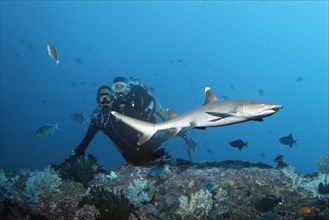 Divers watching white tip reef shark (Triaenodon obesus)