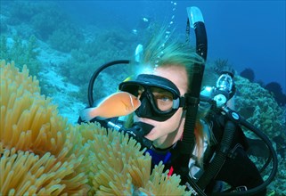 Diver looking at a Pink skunk clownfish or Pink anemonefish (Amphiprion perideraion)