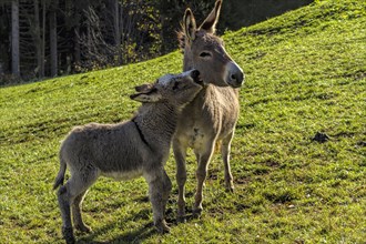 Donkey (Equus africanus asinus) and foal in a field