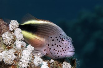 Black-sided hawkfish (Paracirrhites forsteri)