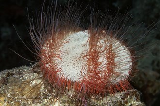 Collector urchin (Tripneustes gratilla)