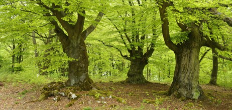 Gnarled old beech trees in a former wood pasture