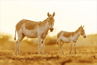 Two Onagers or Asiatic wild asses (Equus hemionus)