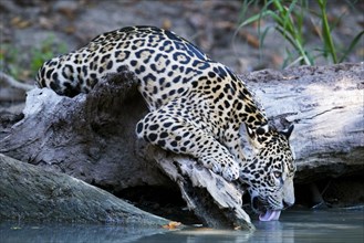 Jaguar (Panthera onca palustris) juvenile