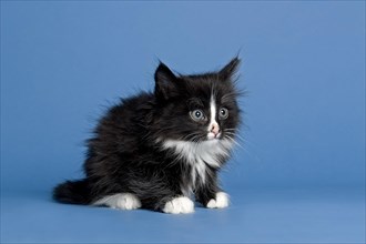 Norwegian Forest Cat