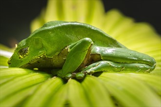 Giant Leaf Frog (Phyllomedusa bicolor)