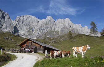 Mountain hut with cattle and Hochkonig