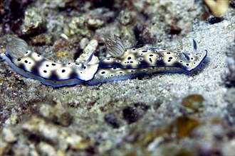 Leopard Nudibranch (Risbecia tryoni)