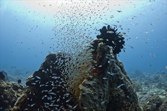 Glass fish schooling around a marine sponge (Parapriacanthus ransonneti)