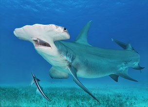 Great hammerhead shark (Sphyrna mokarran)