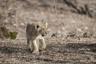 Asiatic lion (Panthera leo persica) cub