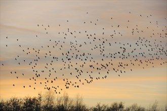 Common Starling (Sturnus vulgaris) flock
