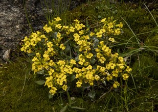 An endemic wintercress (Barbarea rupicola)