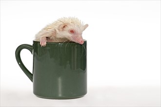 Albino African white-bellied hedgehog in a cup