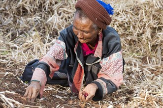 Mature woman from the Lahu people harvesting Broad Beans or Fava Beans (Vicia faba)