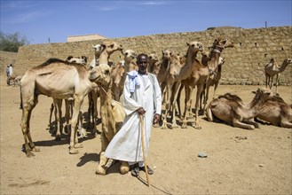 Man presenting his camels for sale on the camel market of Keren