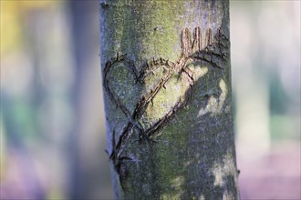Heart carved into a tree