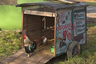 Painted trailer used as chicken coop