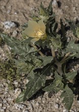 Sand blazing star (Mentzelia involucrata)