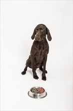 German Shorthaired Pointer sitting in front of a bowl of raw meat
