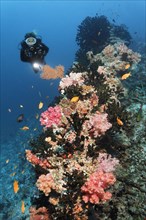 Divers looking at coral reef with Dendronephthya klunzingeri soft coral (Dendronephthya klunzingeri) on coral reef