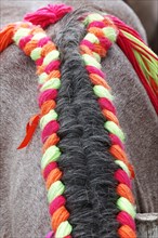 Horse's mane decorated with a woollen plait