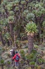 Young woman and trekking guide walk beside Giant Groundsels (Dendrosenecio) in the Rwenzori Mountains