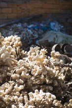 Partly protected species of coral for making jewelry and decoration in a factory
