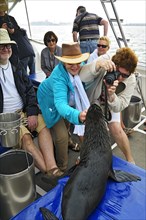 Cape Fur Seal (Arctocephalus pusillus) is photographed on a tourist boat in Walvis Bay City