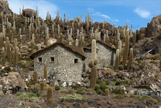 Small stone houses surrounded by cactuses