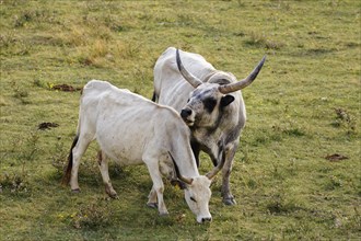 Cow and bull
