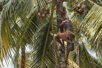 Toddy Tapper climbing a coconut palm