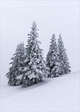 Snow covered trees on the mountain