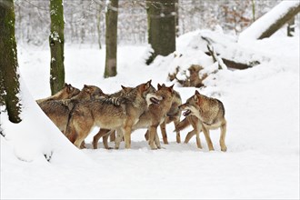 Wolves (Canis lupus) in the snow