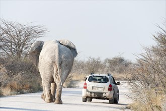African Elephant (Loxodonta africana) bull walks on road with car in front